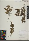 Foto von Salix herbacea L. x Salix myrsinites L.